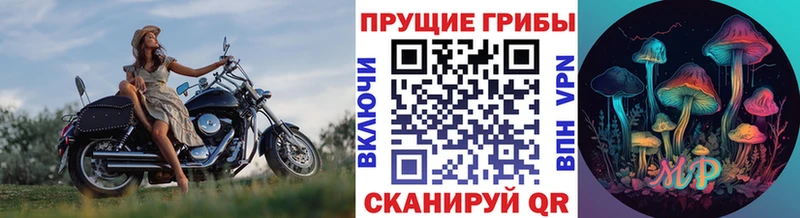 Галлюциногенные грибы Psilocybe нарко площадка формула Учалы купить наркоту